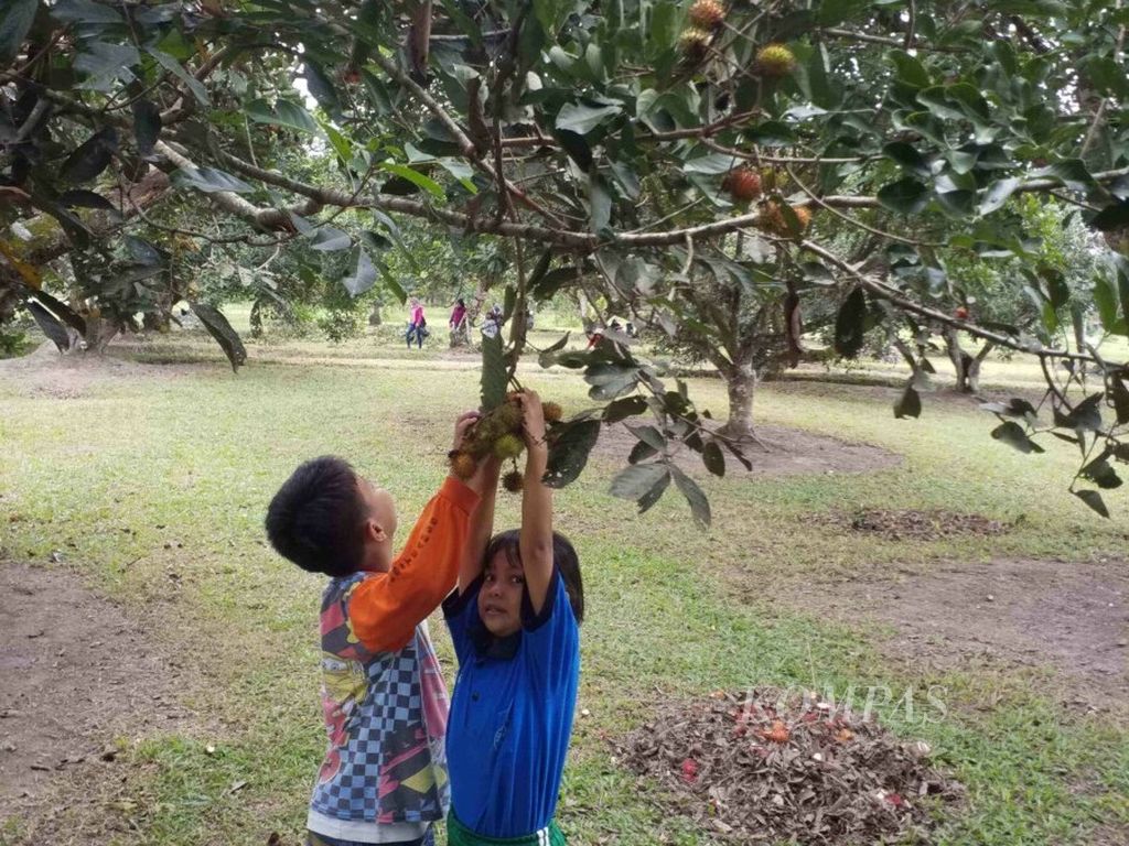 Kakak dan adik berupaya mengambil buah rambutan dalam acara Gebyar Pesta Rambutan di Kebun BBIH Pekanbaru, Riau, Kamis (24/1/2019).