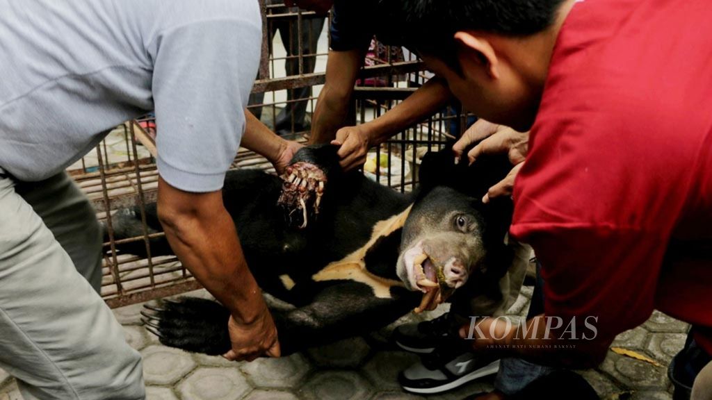 Seekor beruang madu yang terluka akibat terkena jerat dievakuasi ke Fakultas Kedokteran Hewan Universitas Syiah Kuala, Banda Aceh, untuk mendapatkan perawatan medis, Jumat (28/4/2017).