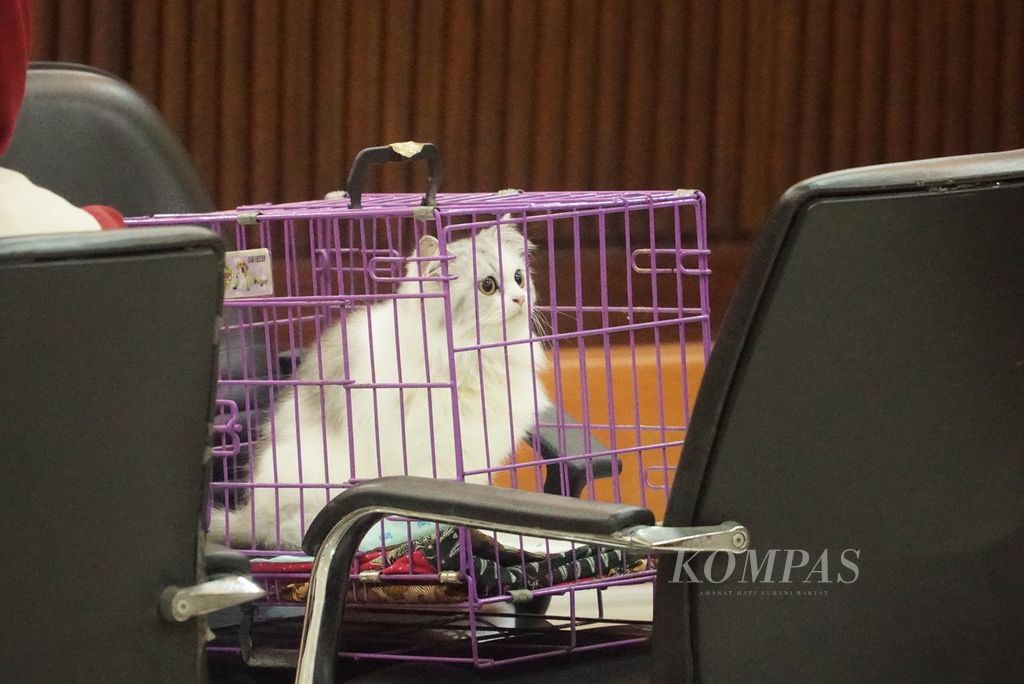 Barang bukti kucing betina persia bernama Flo dihadirkan dalam sidang tindak pidana ringan di Pengadilan Negeri Padang terhadap tiga wanita penganiaya kucing di Kota Padang, Sumatera Barat, Kamis (7/9/2023).