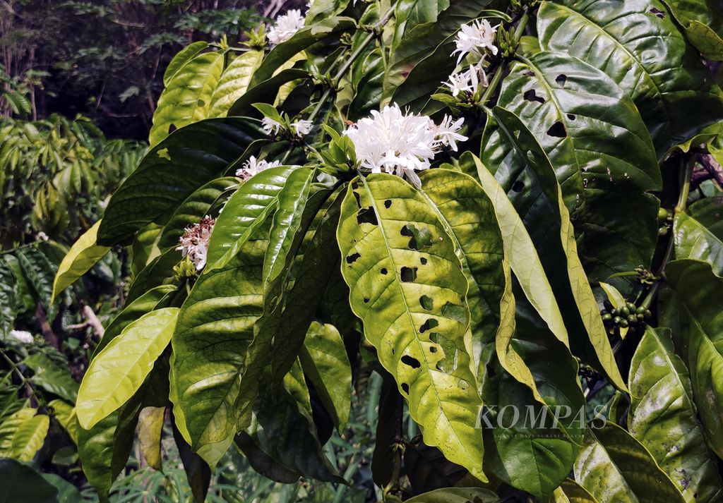 Daun kopi menguning dan terserang hama di kawasan Nendagung, Pagar Alam Selatan, Kota Pagar Alam, Sumatera Selatan, Jumat (5/7/2024).