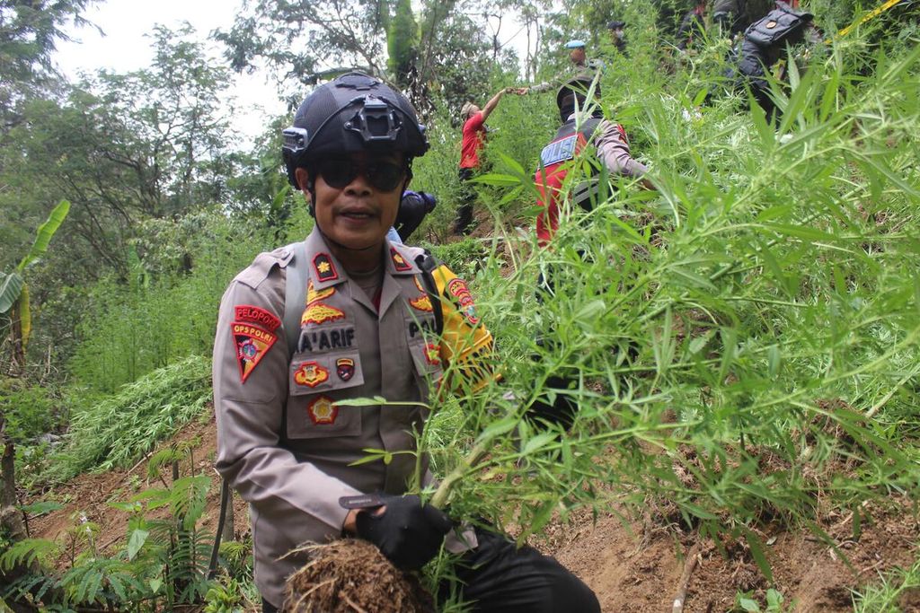 Kepala Bagian Operasi Polres Lumajang Ajun Komisaris Jauhar Ma’arif, yang memimpin proses pencarian lahan ganja di lapangan, Rabu (18/9/2024).