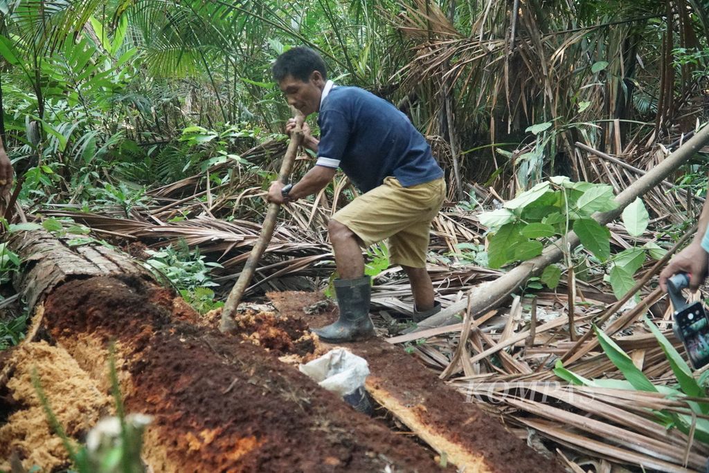 Warga memanen ulat sagu atau <i>tamra</i>/<i>batra</i> yang dibudidayakan di perladangan sagu keluarganya di pedalaman Pulau Siberut di Dusun Salappa, Desa Muntei, Kecamatan Siberut Selatan, Kepulauan Mentawai, Sumatera Barat, Senin (25/9/2023) malam. Ulat sagu merupakan salah satu sumber protein masyarakat suku Mentawai di Pulau Siberut. 
