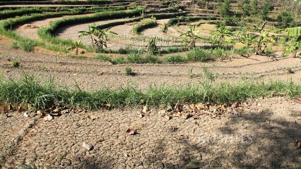 Hamparan lahan tanaman padi yang mengalami puso atau gagal panen karena kekeringan terlihat di Desa Rejosari, Kecamatan Semin, Kabupaten Gunung Kidul, Daerah Istimewa Yogyakarta, Jumat (21/6/2019). 