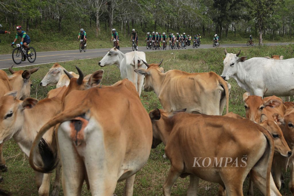 Peserta balap sepeda Cycling de Jabar 2022 melintas di dekat gerombolan sapi yang sedang digembala pemiliknya di Kecamatan Cibalong, Garut, Jawa Barat, 28 Agustus 2022. Jabar mulai mendatangkan sapi dari daerah lain untuk memenuhi peningkatan konsumsi masyarakatnya.