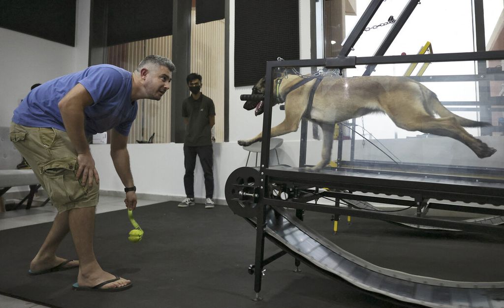 Pemilik berinteraksi dengan anjingnya yang sedang berlari di atas treadmill di sasana 'Posh Pets' di Abu Dhabi, UEA, Selasa (16/8/2022). 