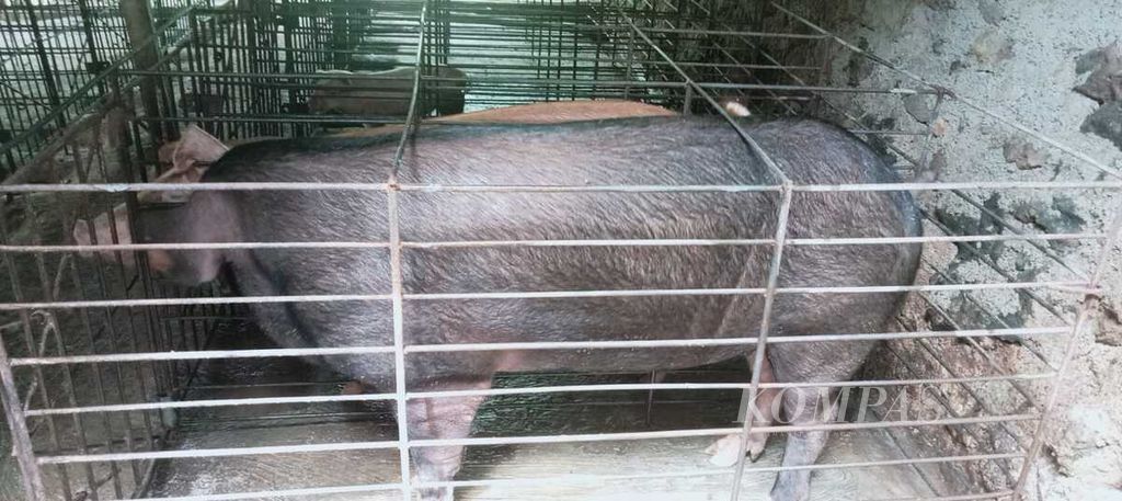 Jenis babi indukan duroc, yang bisa melahirkan sampai 15 ekor. Tetapi jenis duroc sering memangsa anaknya setelah lahir, karena itu harus tetap diawasi selama 7 hari pertama kelahiran, sebelum anaknya dipisahkan dari induknya.
