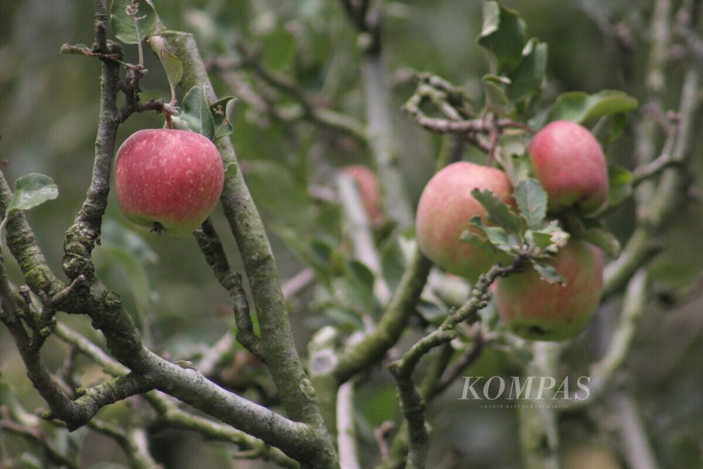 Sejak puluhan tahun, apel berkembang di Malang Raya dan Pasuruan, Jawa Timur. Apel diperkirakan masuk ke kawasan ini sejak tahun 1930-an dibawa oleh Belanda. Foto apel diambil, Kamis (26/12/2019) di Batu. Apel merah merupakan salah satu sumber <i>quercetin</i>, bioflavonoid alami dalam buah dan sayuran yang dapat menghambat perkembangan <i>alopecia.</i>