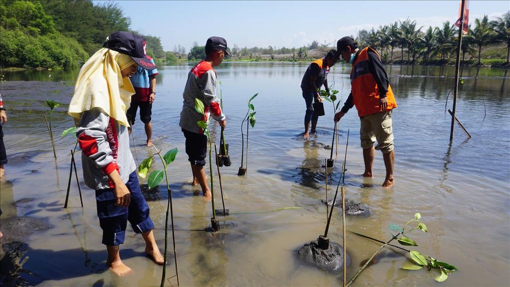 Para pelajar dan relawan dari sejumlah komunitas menanam mangrove di Pantai Laguna, Lembupurwo, Kecamatan Mirit, Kebumen, Jawa Tengah, pertengahan 2019. Mangrove dinilai efektif mengurangi terjangan gelombang tsunami hingga 50 persen.