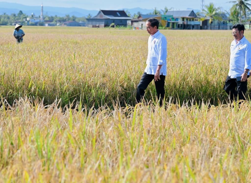 Presiden Joko Widodo meninjau ladang padi di Desa Baji Pamai, Kabupaten Maros, Sulawesi Selatan, pada Kamis (30/3/2023). 