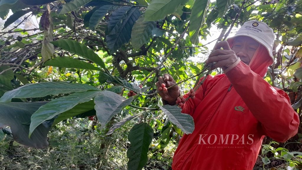 Rudi Prawito, salah satu petani di Desa Sumbergondo, Kecamatan Bumiaji, Kota Batu, Jawa Timur, Kamis (15/6/2023), memetik kopi robusta yang telah memerah di kawasan lereng Gunung Arjuno.