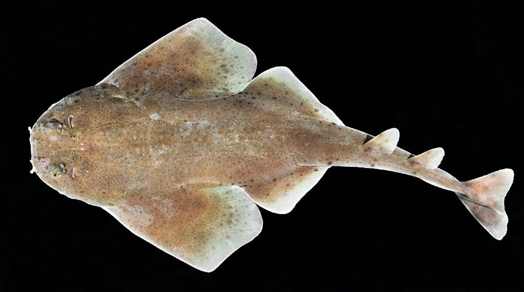 Temuan jenis baru hiu malaikat di Karibia, Amerika Tengah. Peneliti Institut Penelitian Tropis Smithsonian menemukan jenis baru hiu malaikat yang diberi nama ”Squatina mapama”. 