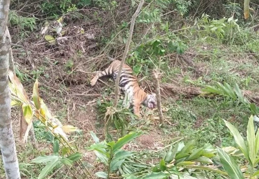 Harimau sumatera terperangkap jerat babi di ladang warga di Pasaman, Sumatera Barat, Senin (16/5/2023).