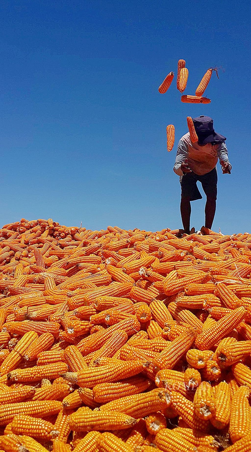 Buruh memanen jagung di kawasan Manggelewa, Kabupaten Dompu, Nusa Tenggara Barat, Kamis (8/4/2015). Warga mengeluhkan harga jual jagung yang dinilai rendah, yaitu Rp 1.800 per kilogram untuk jagung basah. Mereka berharap harga jual jagung dapat naik sehingga bisa menutup biaya tanam dan panen jagung.