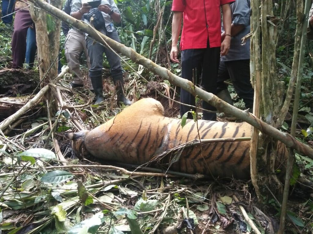 Seekor harimau betina ditemukan yang tewas terkena jerat di kawasan hutan produksi terbatas Bukit Badas, Desa Selingsingan, Kecamatan Seluma Utara, Kabupaten Seluma, Bengkulu, Kamis (20/2/2020). Harimau itu diduga menjadi korban perburuan.