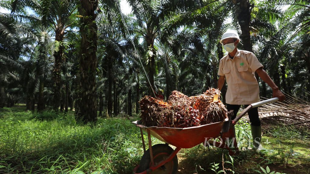 Pekerja memanen kelapa sawit di areal perkebunan PT Sawit Sumbermas Saran Tbk (SSMS) di Pangkalan Bun, Kalimantan Tengah, Kamis (29/4/2021). 
