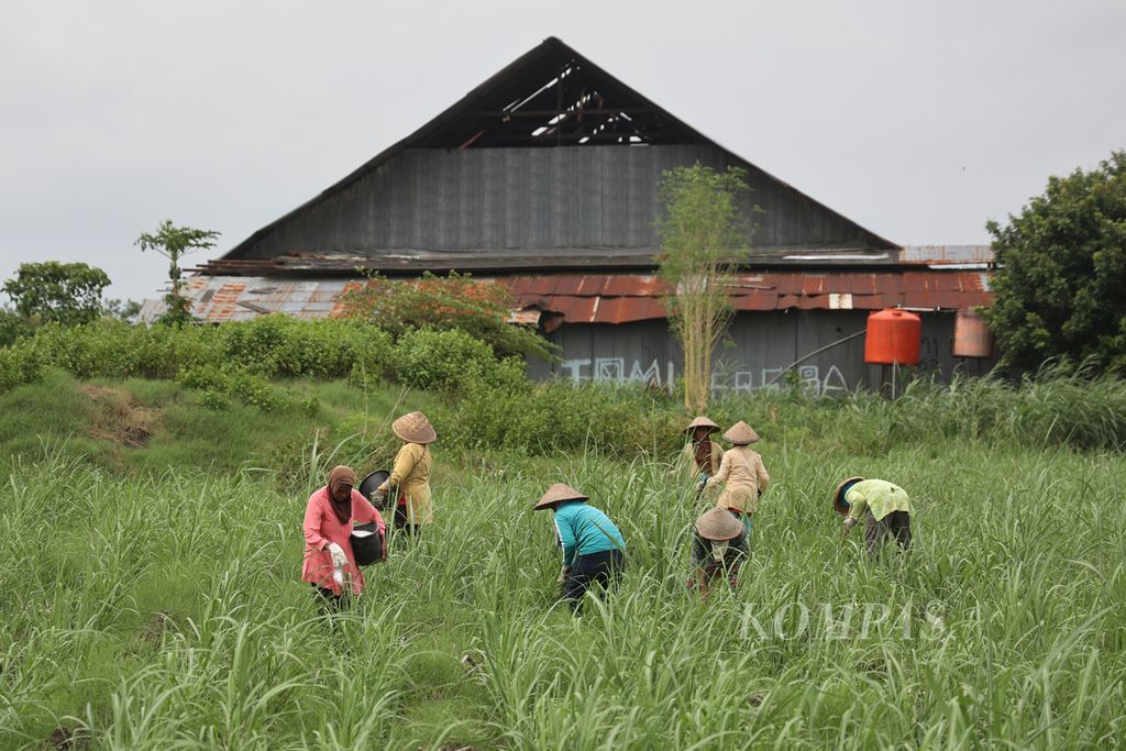 Buruh tani menaburkan pupuk pada bibit tebu yang disemaikan di Desa Bangunjiwo, Kasihan, Bantul, DI Yogyakarta, Rabu (1/2/2023). Bibit hasil penyemaian selanjutnya dibagikan kepada petani tebu yang membutuhkan.
