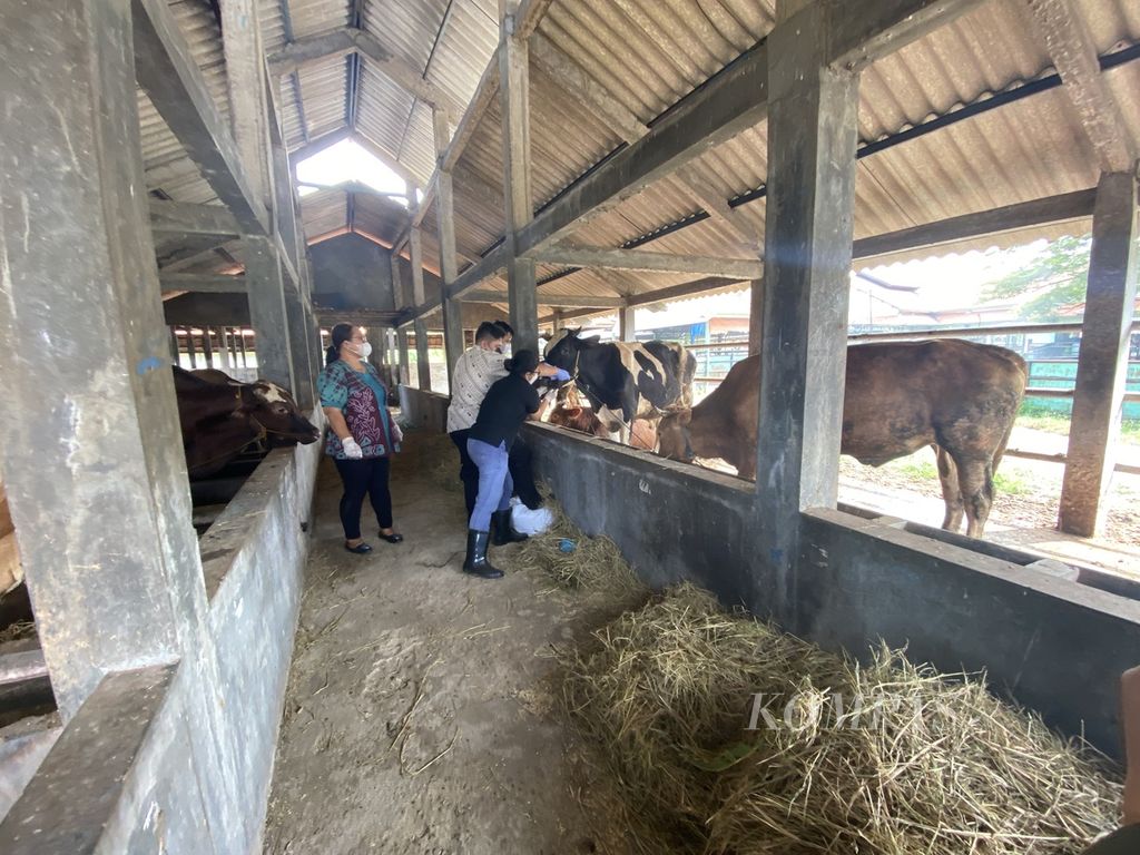 Petugas memeriksa mulut sapi yang ada di Rumah Pemotongan Hewan Penggaron, Kota Semarang, Jawa Tengah, Kamis (12/5/2022).