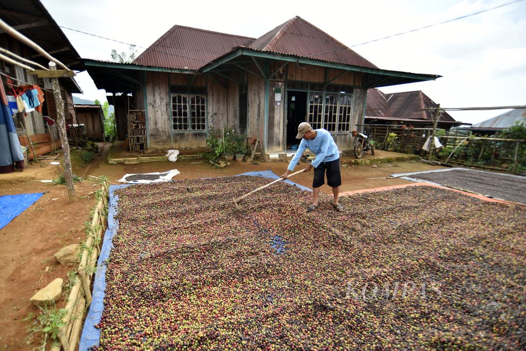 Petani mengeringkan buah kopi petik asalan di halaman rumah di kawasan Rimba Candi, Dempo Tengah, Kota Pagaralam, Sumatera Selatan, Kamis (4/7/2024).