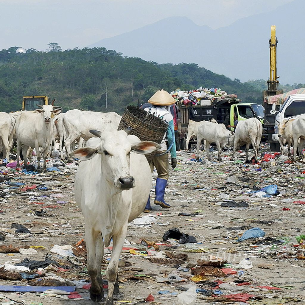 Puluhan sapi berkeliaran bebas di tempat pembuangan akhir (TPA) sampah Jatibarang, Semarang, Jawa Tengah, Selasa (18/7/2017). Menurut warga setempat, sapi itu sengaja dilepasliarkan pemiliknya untuk mencari makan di tumpukan sampah. Setiap hari, TPA Jatibarang menerima 850-900 ton sampah dari Kota Semarang dan sekitarnya.