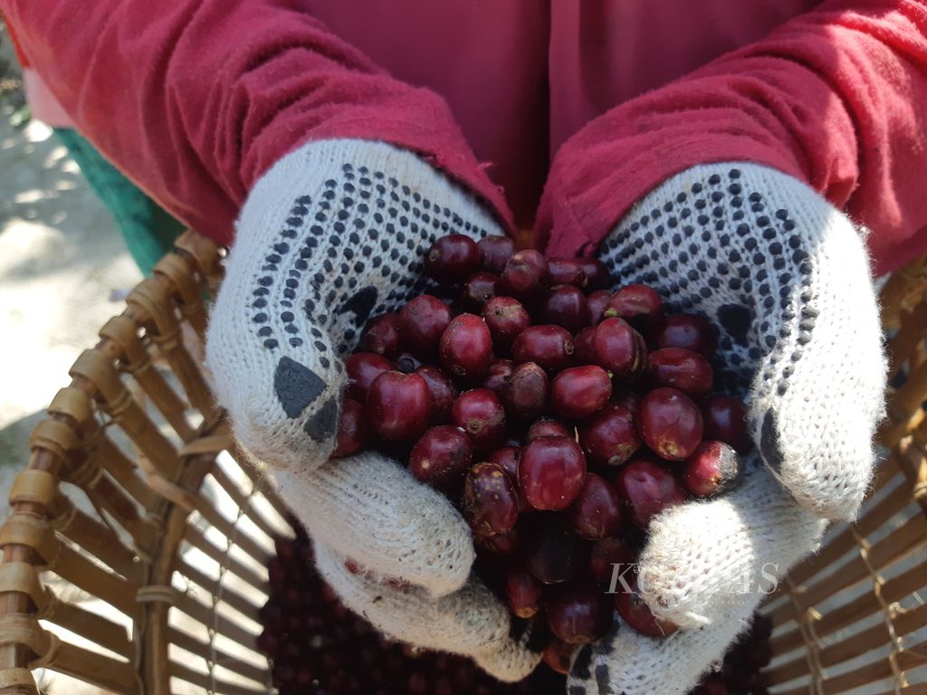 Kopi petik merah hasil panen di Pekon Kembahang, Kecamatan Batu Brak, Kabupaten Lampung Barat, Lampung, Selasa (12/7/2024).