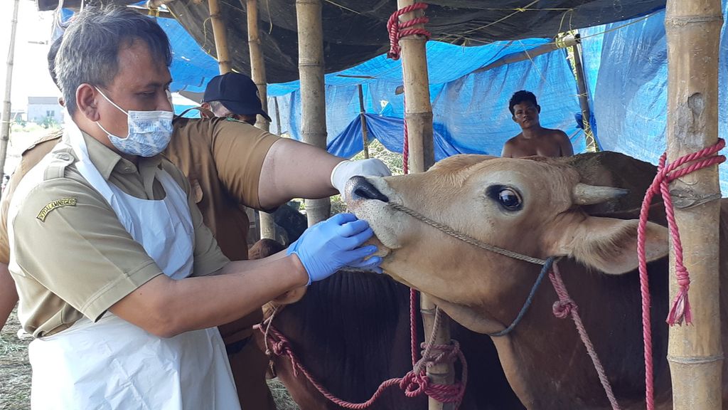 Dokter hewan dari Dinas Pangan dan Pertanian Sidoarjo memeriksa kesehatan hewan kurban untuk mencegah penularan penyakit, Senin (27/6/2022). Penjualan hewan kurban diatur hanya di 29 titik dan diawasi ketat untuk mencegah penularan PMK.