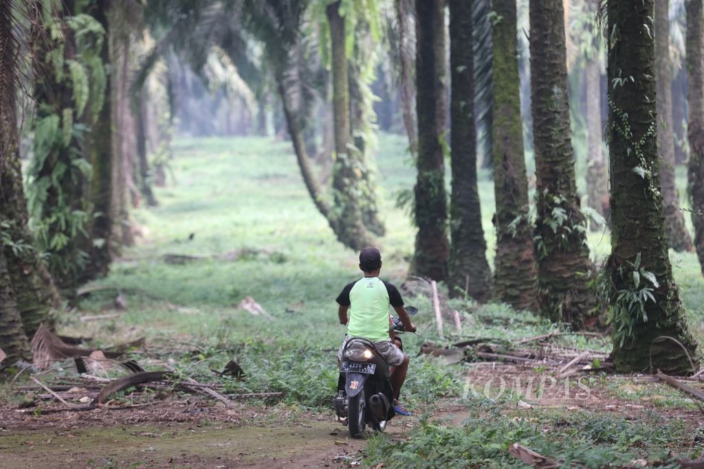 Warga melintas di perkebunan kelapa sawit milik PTPN VIII di afedling 1 perkebunan Cikasungka, Candali, Bogor, Jawa Barat, Minggu (21/8/2022). 