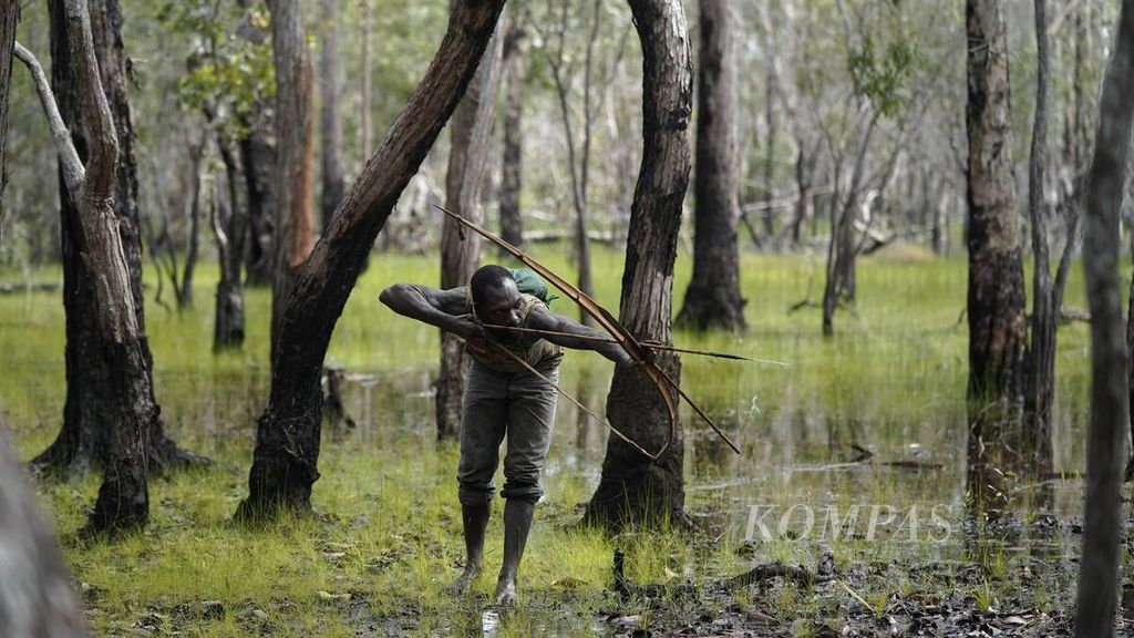 Solomon Maywa (30), lelaki suku Kanume, subsuku Marind Anim Anim berburu kanguru yang biasa disebut "saham" di hutan ulayatnya di Dusun Yakyu, Kampung Rawa Biru, Distrik Sota, Kabupaten Merauke, Papua, Kamis (12/3/2020). Perburuan kanguru di kawasan TN Wasur diperbolehkan asal menggunakan metode tradisional dengan panah atau tombak. Jumlah yang diburu pun terbatas, yakni hanya untuk memenuhi kebutuhan pangan keluarga. Sebelum TN Wasur dibentuk pada 1997, perburuan tradisional sudah menjadi bagian kehidupan sehari-hari Suku Marind Anim selama ribuan tahun. Perburuan dengan pola itu menjamin keberlangsungan satwa karena hanya mengambil secukupnya untuk konsumsi sendiri.