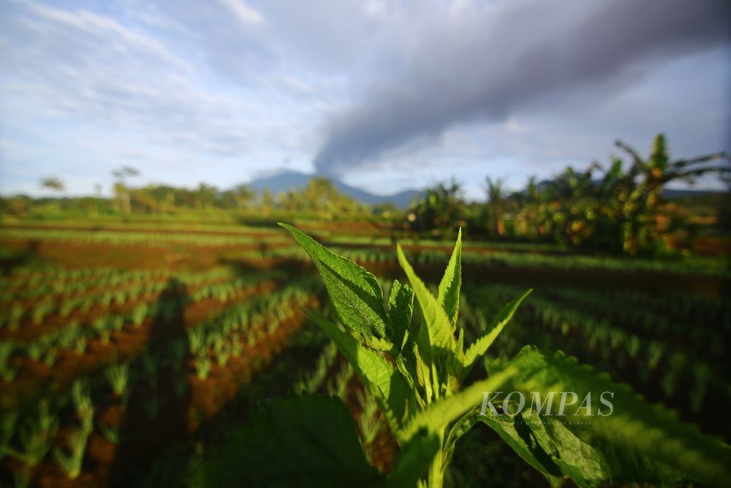 Abu vulkanik hasil erupsi Gunung Raung menempel di tanaman milik warga Desa Sumberarum, Kecamatan Songgon, Banyuwangi, Selasa (9/2/2021). Kendati dapat menyuburkan tanah, hujan abu juga membuat sebagian tanaman pertanian milik warga rusak.