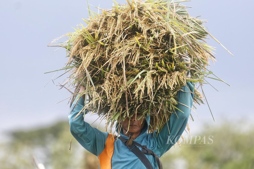 A worker from Ngawi is lifting rice in Pelem Gadung Village, Karangmalang, Sragen, Central Java, during the first big harvest season, Wednesday (1/3/2023).