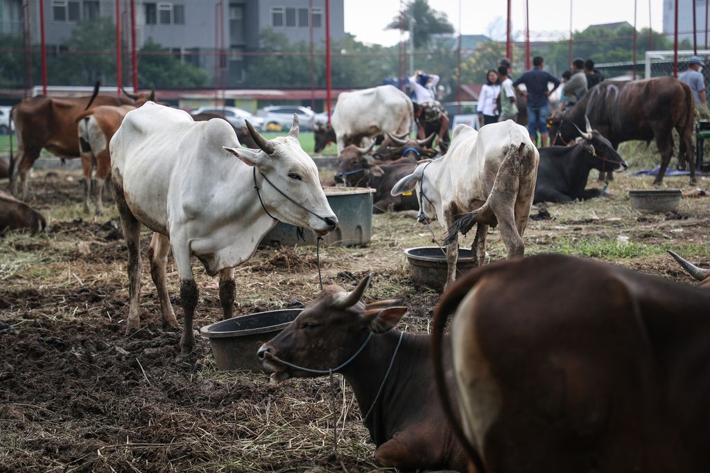 Sejumlah sapi kurban yang dijual di kawasan Kuningan, Jakarta Selatan, Senin (26/6/2023). Sapi-sapi tersebut didatangkan  dari Kabupaten Bima, Nusa Tenggara Barat, dan dijual berkisar Rp 12 juta -Rp 45 juta per ekor tergantung bobotnya. Menjelang hari raya Idul Adha 1444 Hijriah, penjualan sapi-sapi asal Kabupaten Bima  menurun dibandingkan dengan tahun sebelumnya. 