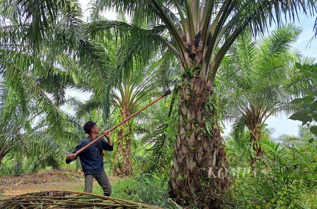 Herman (48) was cutting palm fronds using machetes in his oil palm plantation in Talang Arah Village, Malin Deman District, Mukomuko Regency, Bengkulu on Saturday (3/6/2023). Indonesia argues that small farmers like Herman will have difficulty complying with the European Union Forest Law Enforcement, Governance and Trade (EUDR) anti-deforestation regulations. Therefore, Indonesia, along with Malaysia, rejects the EUDR.