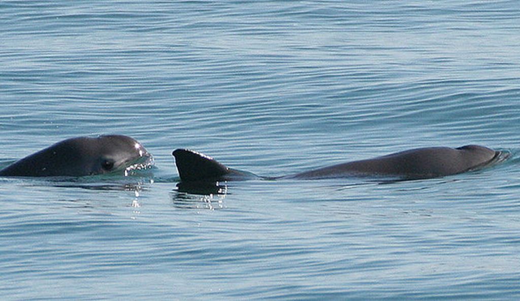 Pesut vaquita yang terancam punah dan hanya tersisa 10 ekor di alam, yaitu di Laut Cortez atau Teluk California, di Meksiko.