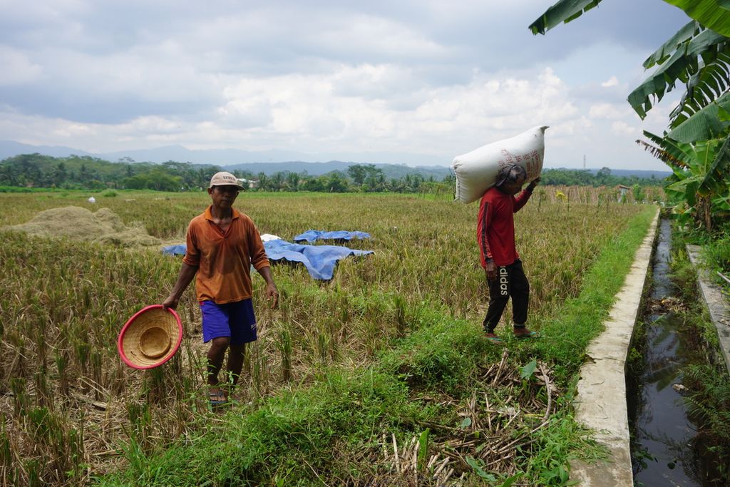 Petani memikul gabah hasil panen di Desa Brobot, Purbalingga, Jawa Tengah, Selasa (23/3/2021).