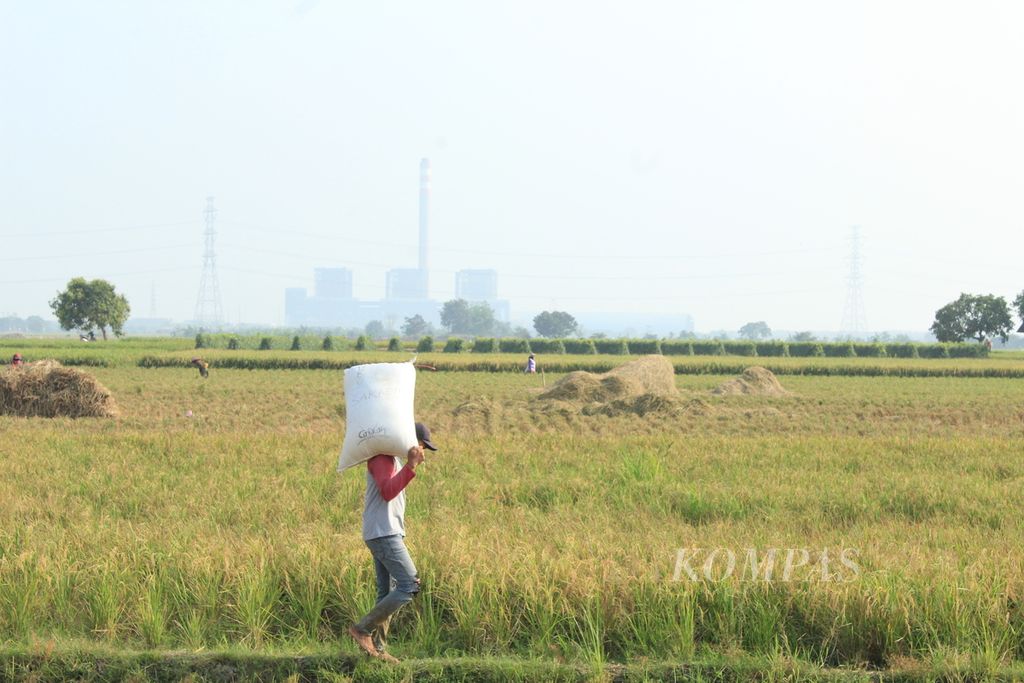 Buruh tani memanen padi di sekitar Pembangkit Listrik Tenaga Uap (PLTU) Indramayu di Desa Karanglayung, Kecamatan Sukra, Kabupaten Indramayu, Jawa Barat, Jumat (13/10/2023). PLTU berkapasitas 3 x 330 megawatt (MW) itu membutuhkan sekitar 12.000 metrik ton batubara per hari.