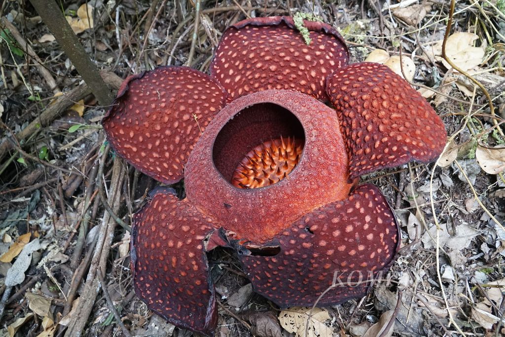 Bunga langka <i>Rafflesia arnoldii</i> yang berdiameter sekitar 70 cm mekar sempurna sejak tiga hari lalu di Cagar Alam Batang Palupuh, Kabupaten Agam, Sumatera Barat, Minggu (3/4/2022).