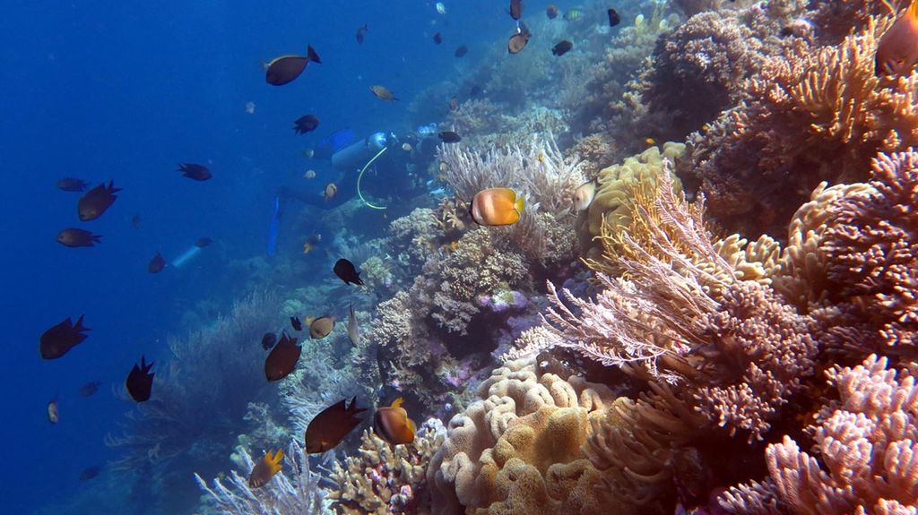 Panorama bawah laut di sekitar Pulau Tomia, Wakatobi, Sulawesi Tenggara, menjadi daya tarik bagi wisatawan serta peneliti domestik dan luar negeri, awal 2019.