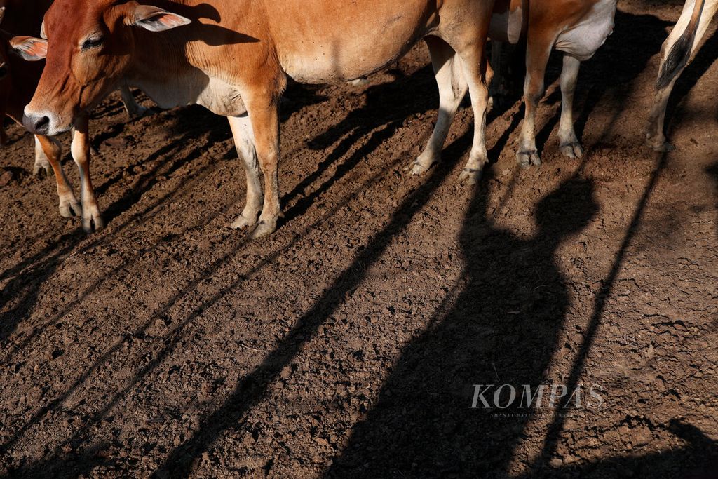 Bayangan petugas saat mengarahkan kawanan sapi ke dalam kandangnya di Dusun Maribaya, Desa Kalinusu, Kecamatan Bumiayu, Kabupaten Brebes, Jawa Tengah, Rabu (31/5/2023). 