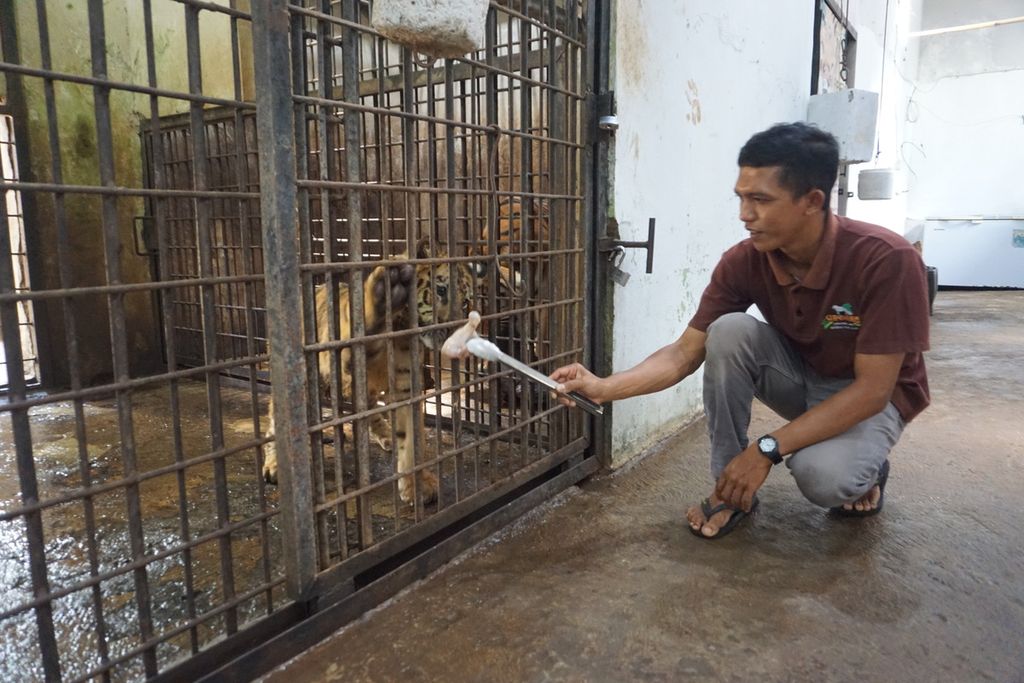 Pawang harimau Taman Rekreasi Margasatwa Serulingmas Lulut Dwi Parsetya (34) memberi makan harimau di Banjarnegara, Jawa Tengah, Rabu (30/9/2020).