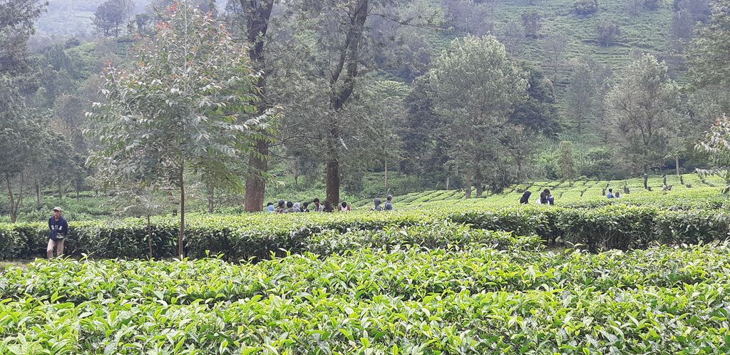 Wisatawan di antara kebun teh di kawasan Gunung Mas, Cisarua, yang berbatasan dengan Jalan Raya Puncak Bogor, Kabupaten Bogor, Jawa Barat, Kamis (3/3/2022).