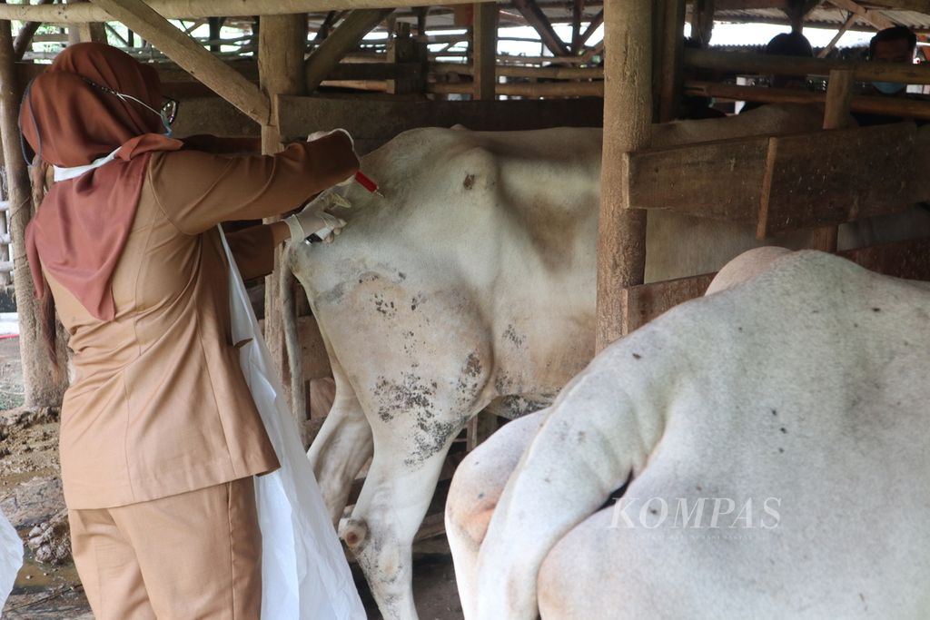An Officer from the Food Security, Agriculture and Fisheries Service of Cirebon City inject vitamins for cattle in Kalijaga, Cirebon City, West Java, Tuesday (24/5/2022). Giving worm medicine and vitamins to prevent the spread of foot and mouth disease.
