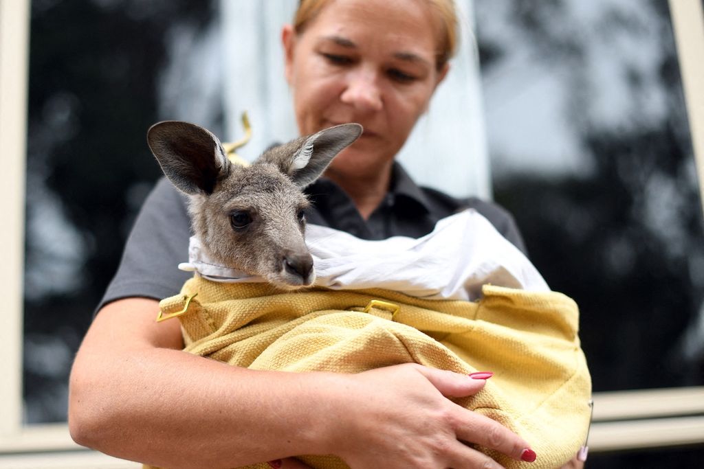Sarah Price seorang anggota penyelamat binatang, WIRES, tengah menggendong seekor Kanguru yang diselamatkan dari kebakaran hutan di pinggiran Sydney. Foto diambil pada 9 Januari 2020. 