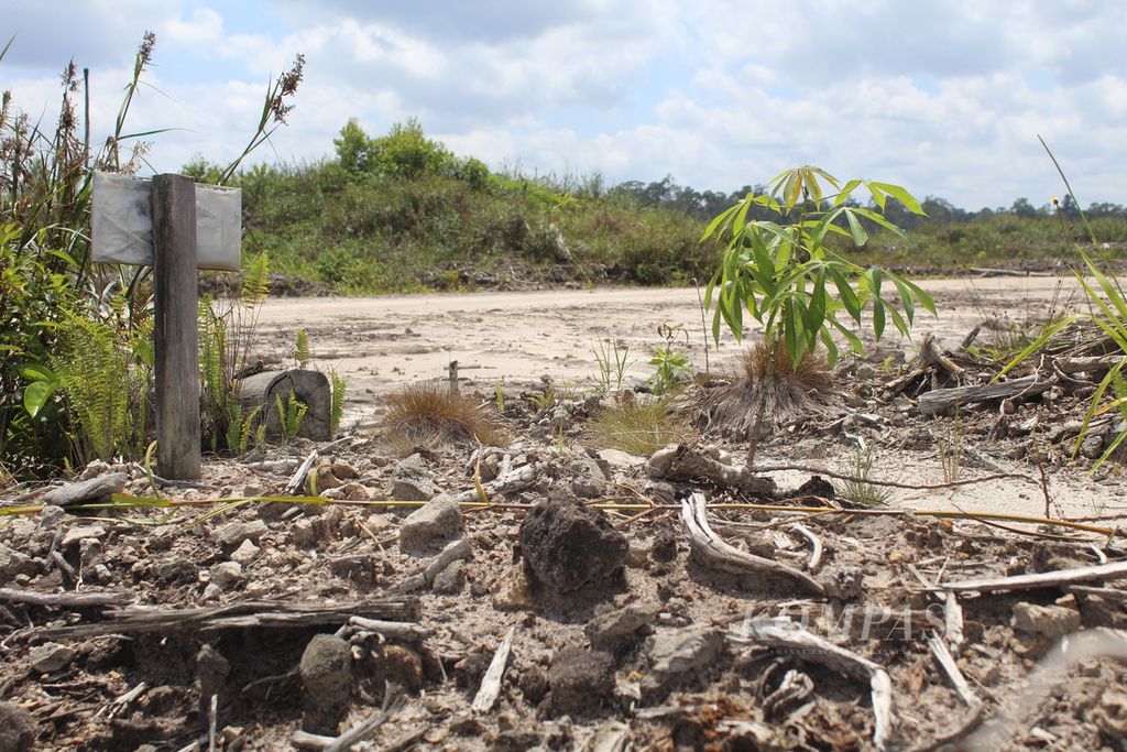 Kondisi kebun singkong di program strategis nasional <i>food estate</i> di Kabupaten Gunung Mas, Kalimantan Tengah, Selasa (8/8/2023).