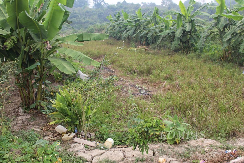 Salah satu sawah <i>food estate</i> yang tidak ditanami padi oleh warga Desa Simpur, Kabupaten Pulang Pisau, Kalimantan Tengah, Selasa (3/10/2023). 