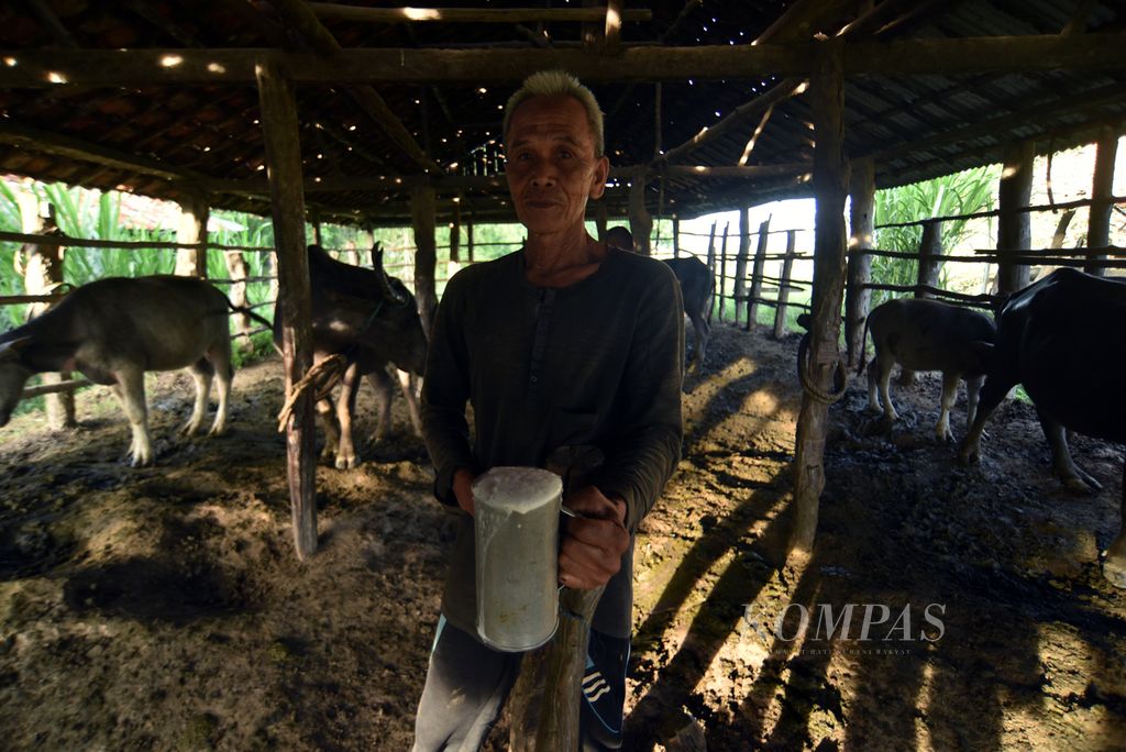 Muhammad Sayuti (64) menunjukkan susu kerbau rawa hasil memerah ternaknya di kompleks kandang di Pulau Tapus, Desa Bangsal, Kecamatan Pampangan, Ogan Komering Ilir, Sumatera Selatan, Kamis (7/12/2023). 