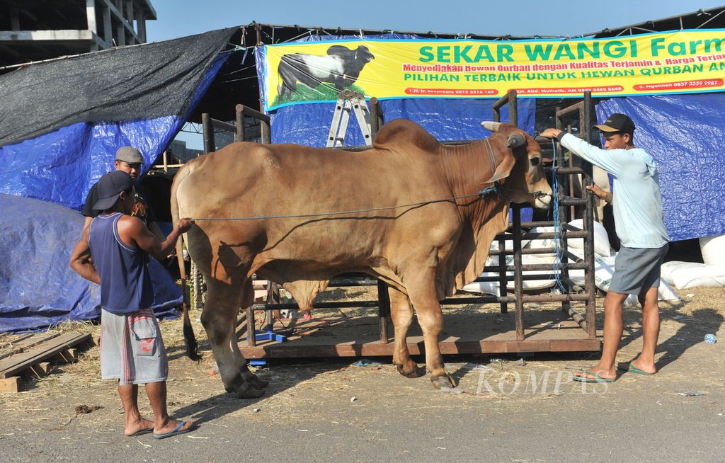 Sapi yang laku terjual di pusat penjualan hewan kurban di kawasan Merr, Surabaya, Jumat (23/6/2023). 