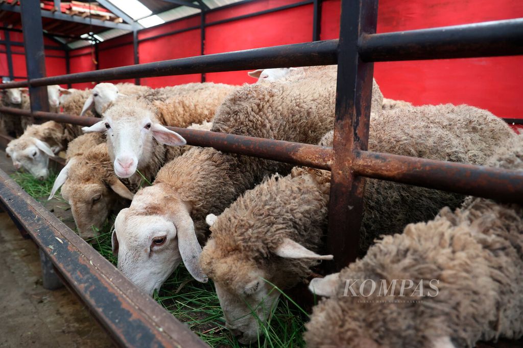 Ternak domba saat makan di dalam kandang di Umbul Sidomukti di Desa Sidomukti Jimbaran, Kecamatan Bandungan, Kabupaten Semarang, Jawa Tengah, Sabtu (17/2/2024). 
