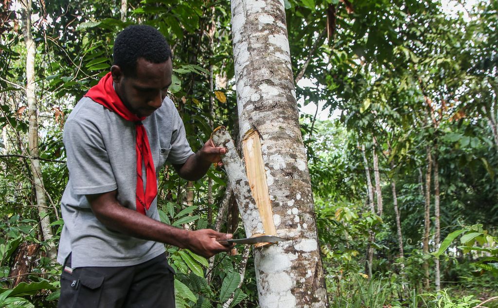 Luis Kasipdana (18) stands near a Papuan endemic tree called husa in the Sentani language, in the Hirosi Nature Lovers Club area, Sentani, Papua, Tuesday (30/11/2021).