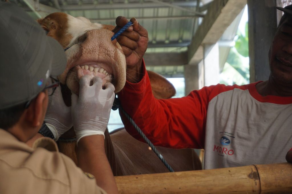 Petugas Dinas Perikanan dan Peternakan Kabupaten Banyumas memeriksa kesehatan sapi di Desa Kebocoran, Kedungbanteng, Banyumas, Jawa Tengah, Senin (12/6/2023).