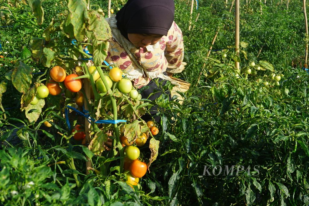 Seorang petani memanen tomat ceri di di Desa Pelalo, Kecamatan Sindang Kelingi, Kabupaten Rejang Lebong, Bengkulu, Rabu (19/7/2023). Hasil pertanian ini ditanam di dataran tinggi Bengkulu dan biasanya akan dipasarkan di Palembang, Sumatera Selatan.