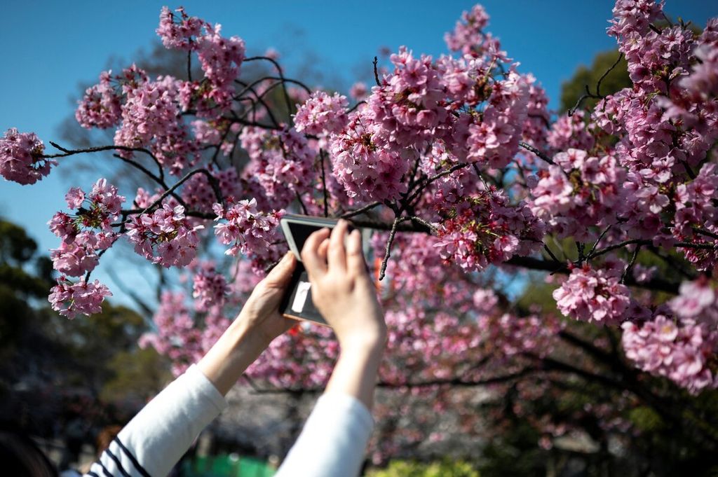 Warga memotret bunga sakura yang tengah mekar di sebuah taman di Tokyo, Jepang, Selasa (24/3/2021). 